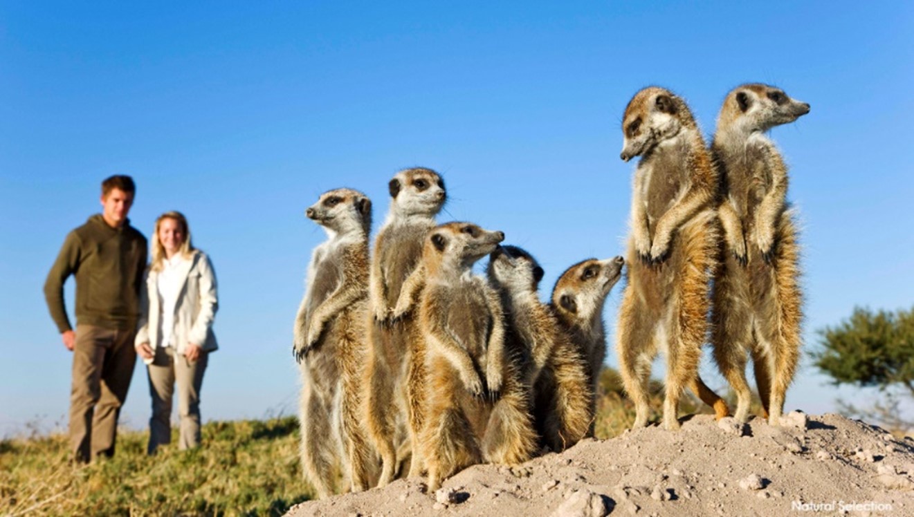 Meerkats Experience